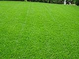 Rasen Berliner Tiergarten Grassamen Rasensamen Rasensaat Gras 5kg - Qualität zum fairen Preis